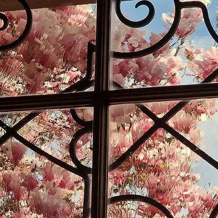 Couette-café Magnolia Wissembourg